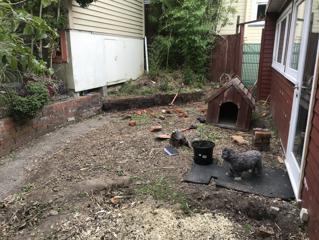 Backyard before renovation