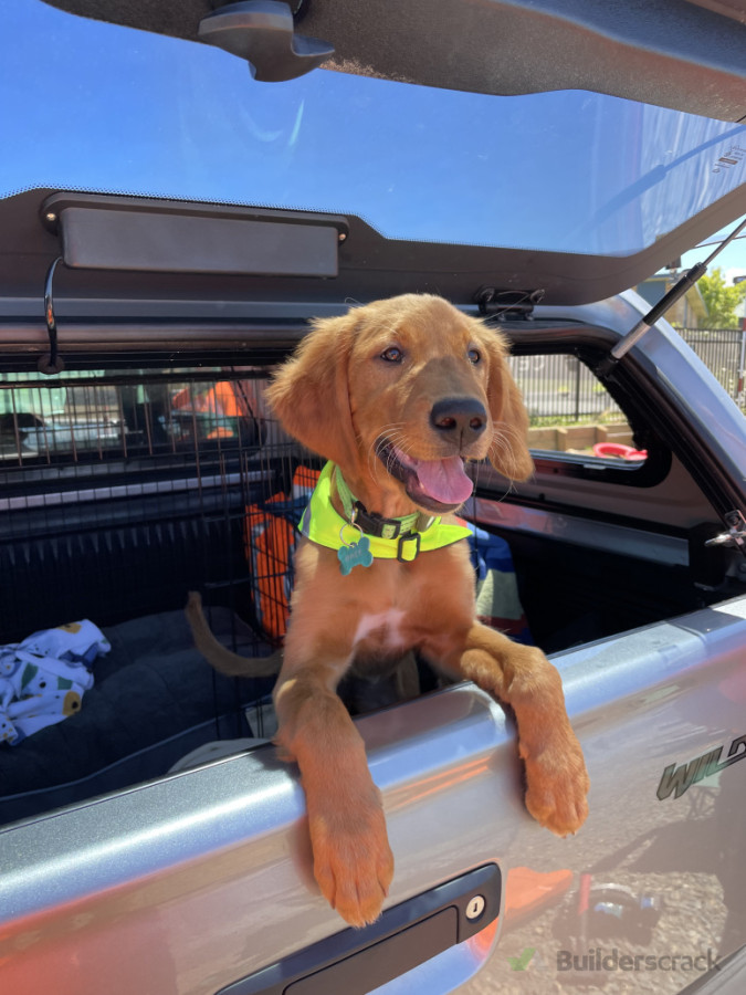 Bree the gorgeous site dog