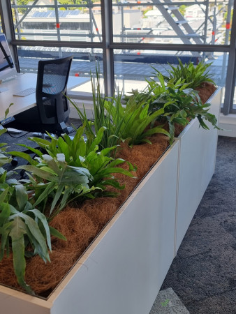 Office planting