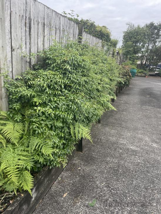 WINZ quote required for lawns and gardens ( 950807) Builderscrack