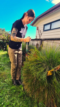 Dani trimming lomandra shrubs