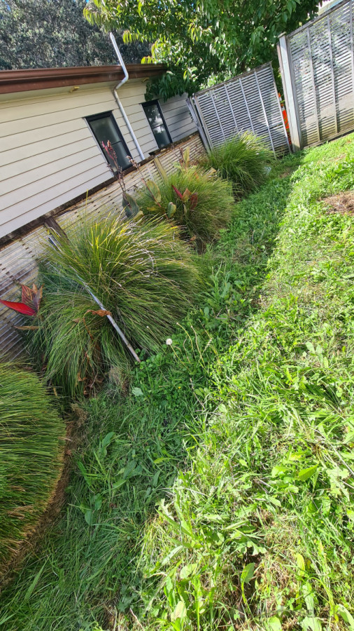 Before - lomandra encroaching the lawn, lawn overgrown