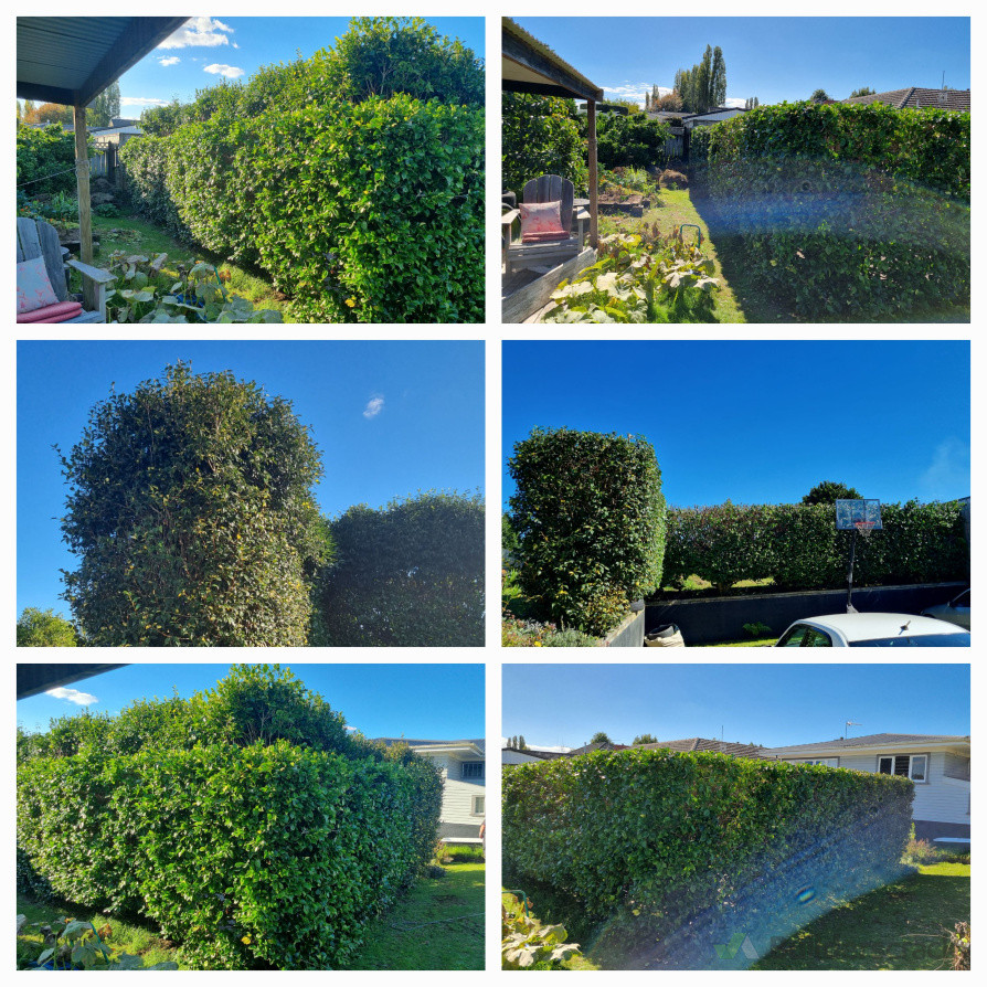 Before and after of Camelia hedge