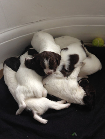 Just a pile of puppies - why not!