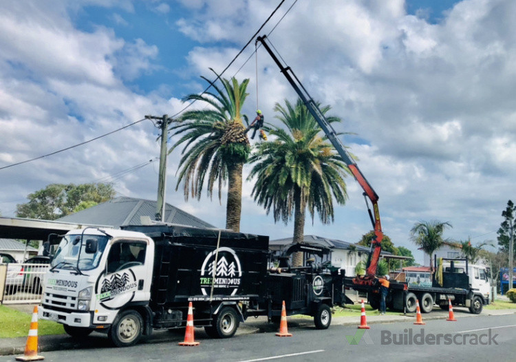 Crane phoenix palm removal