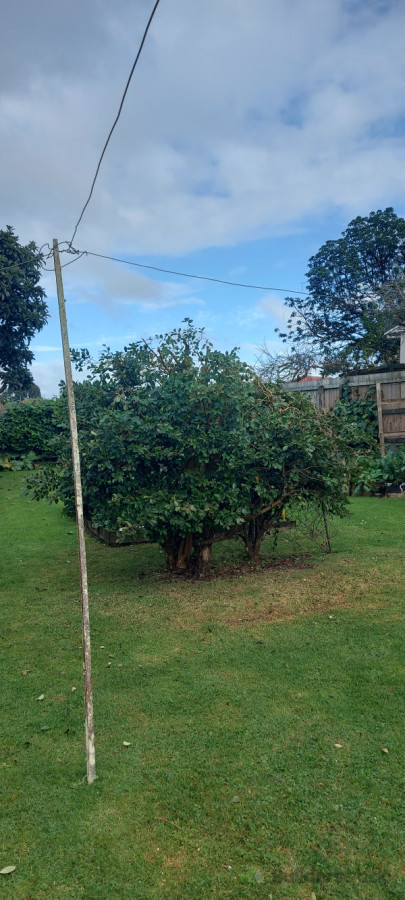 Freshly pruned plumb tree to allow more light into this clients yard