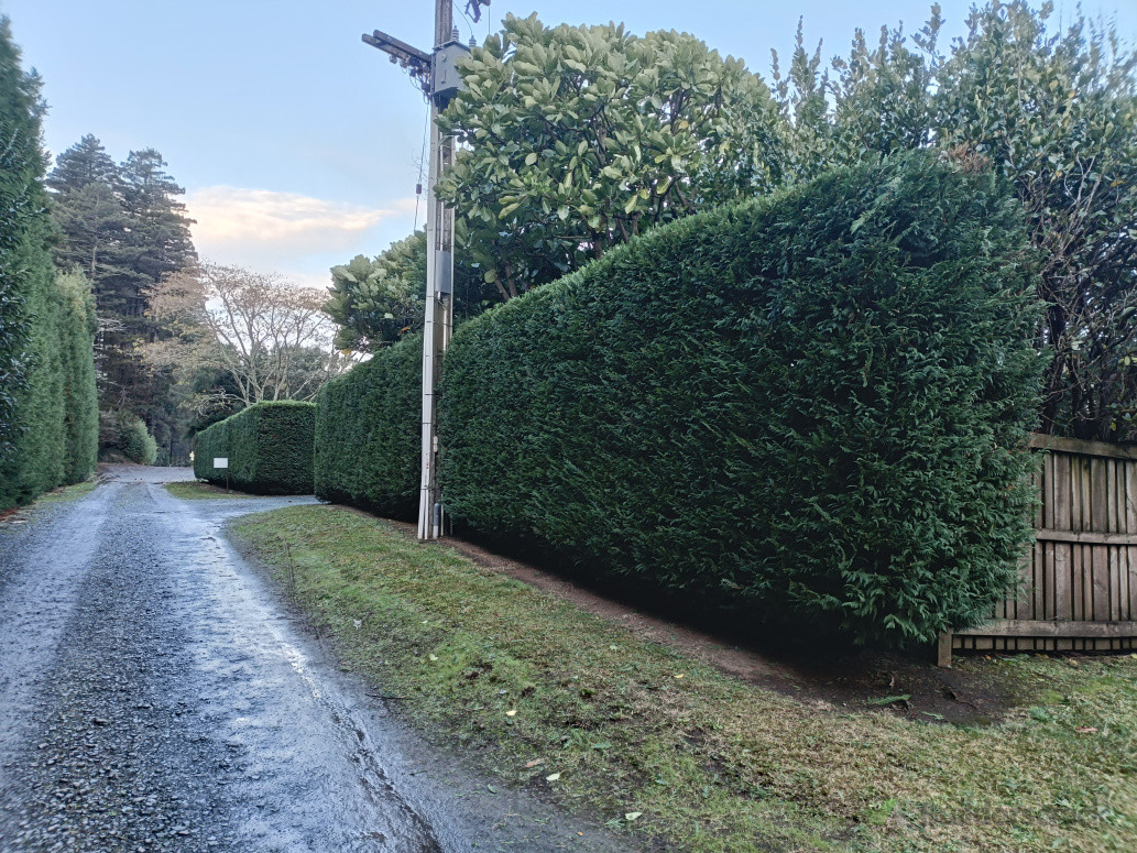Quality hedge trimming