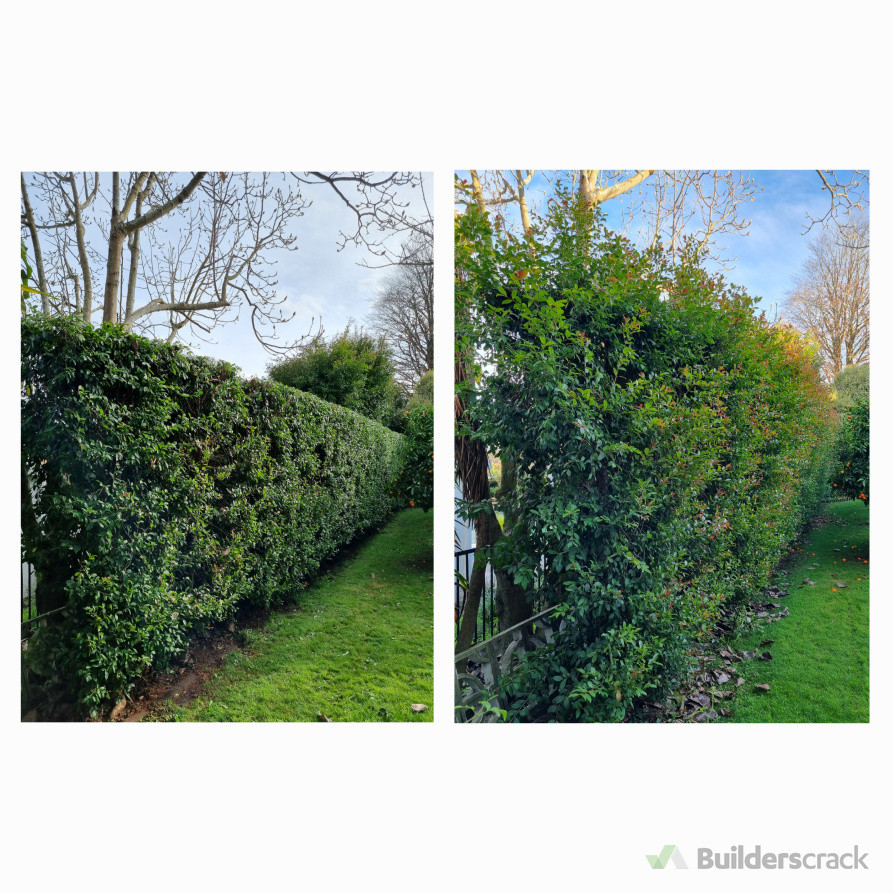 Freshly trimmed back to shape Lilly pilly hedge 3m+, as well as hand weeding and weed spraying done for customer