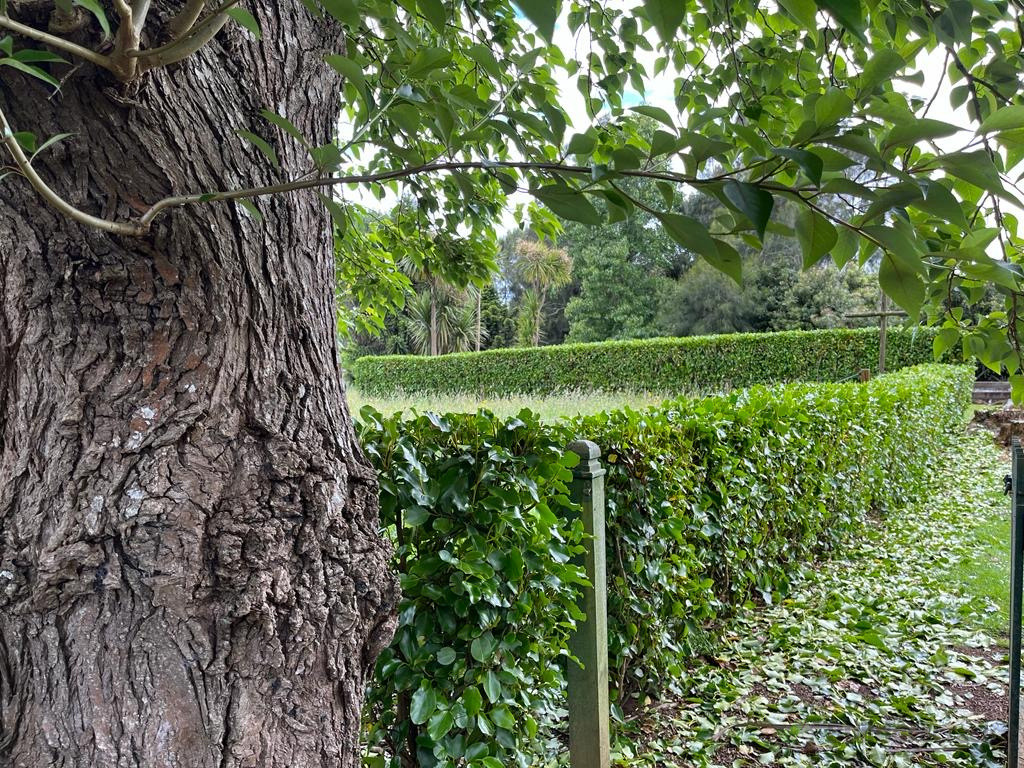 Hedge trimming