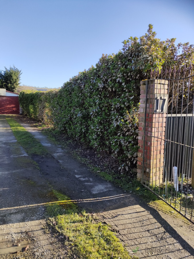 Old hedges and fence