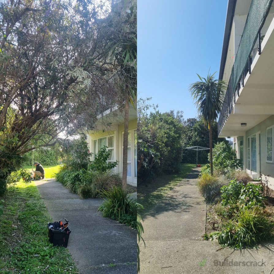 Buddleia removal