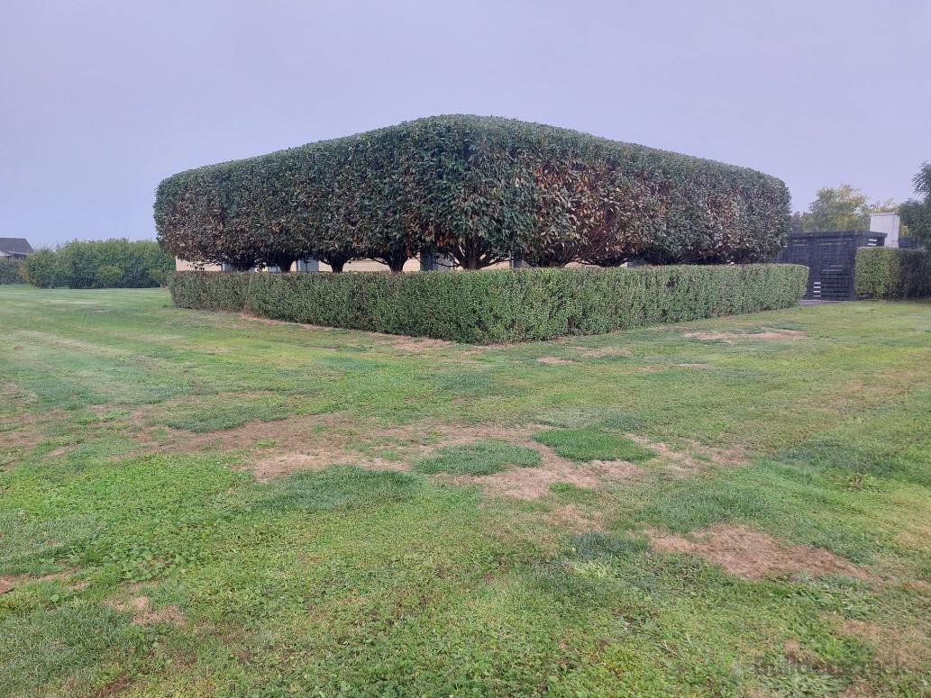 Hedge Trimming