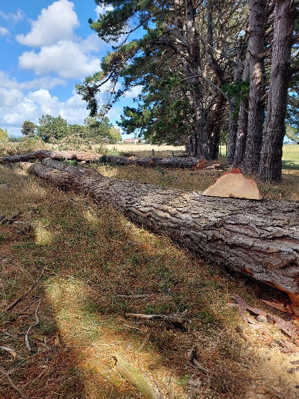 50 year old pine dropped and removed