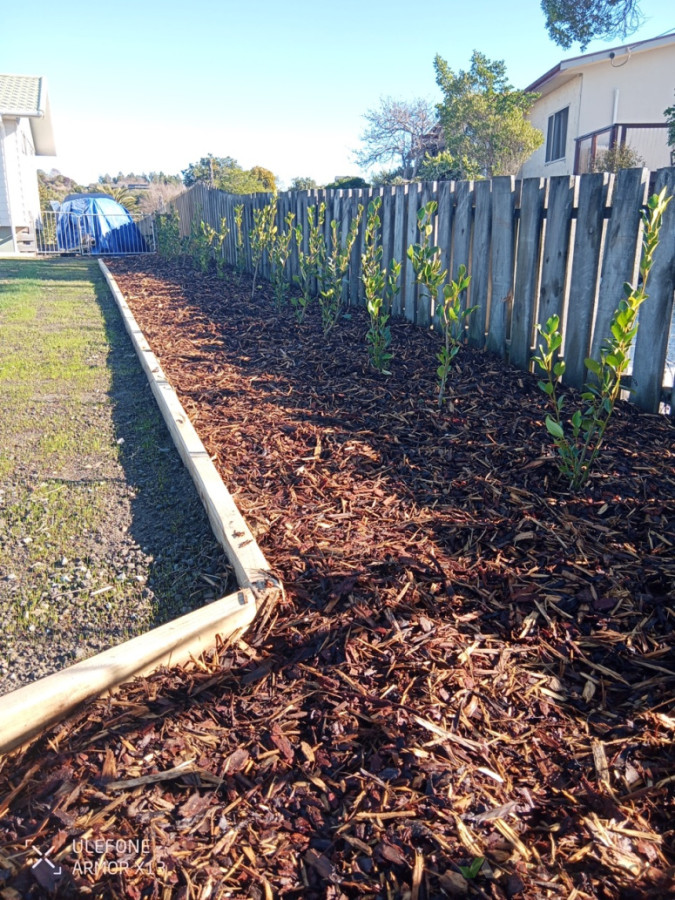 New Griselinia hedge with forest floor bark