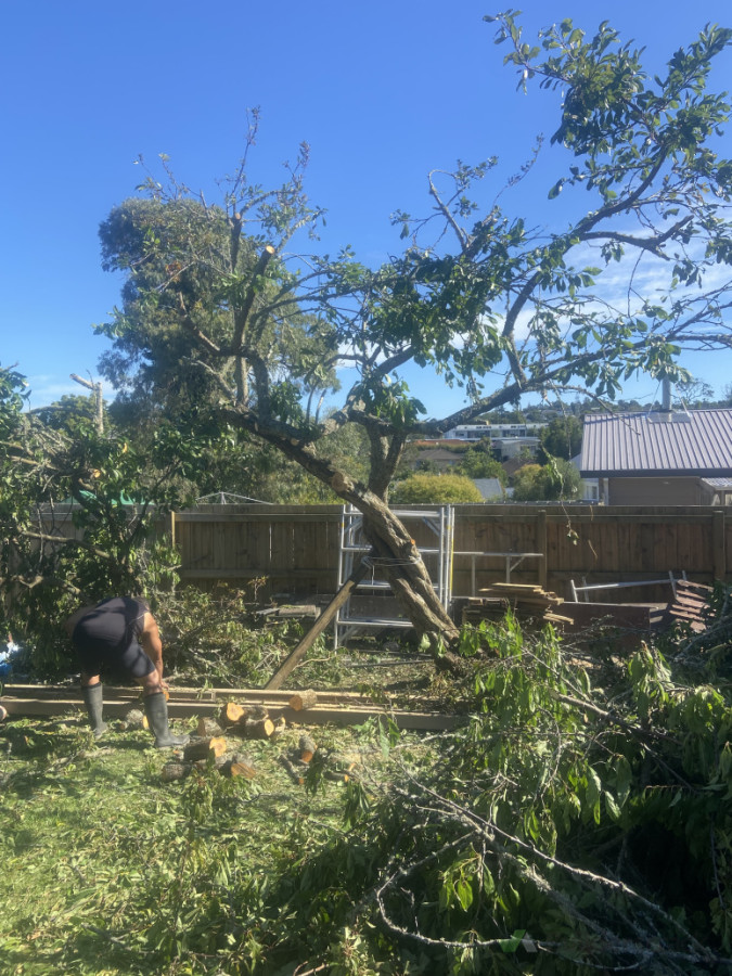 Removal of fallen trees