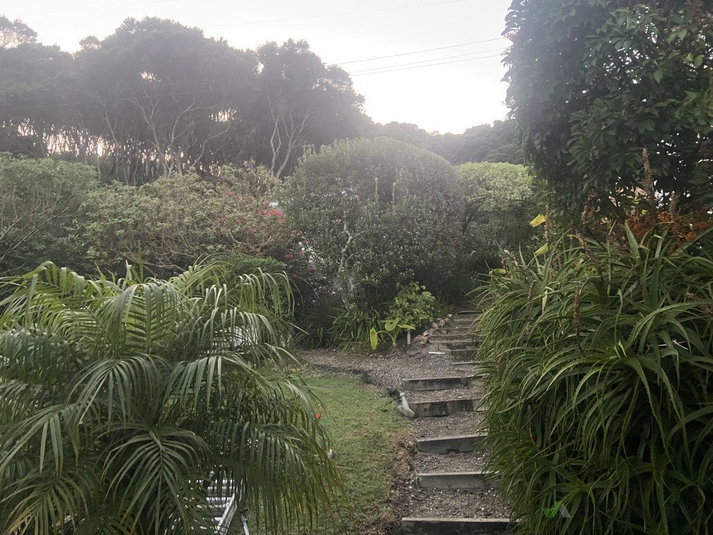 Tidy up of garden path and hedges