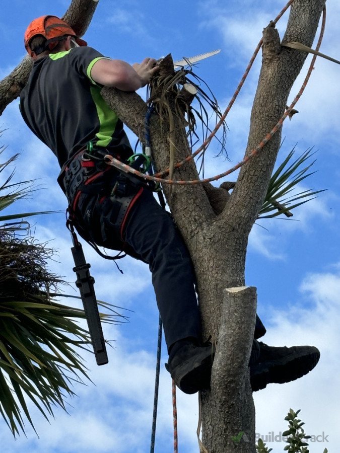 Cabbage tree removal