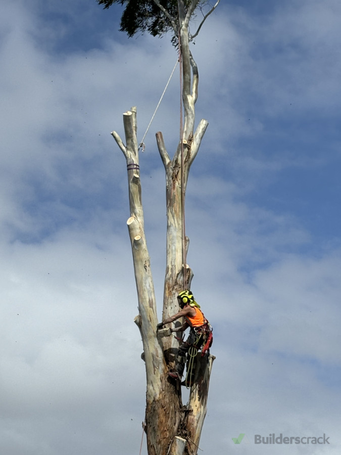 Large Gum tree