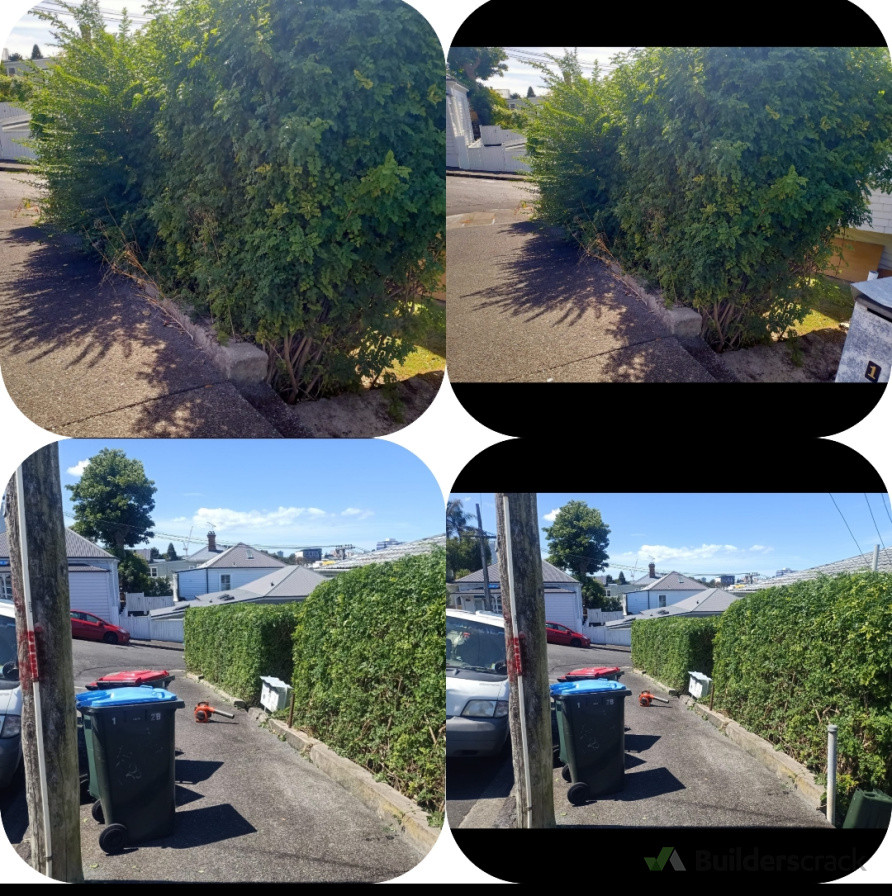 Hedges trimming