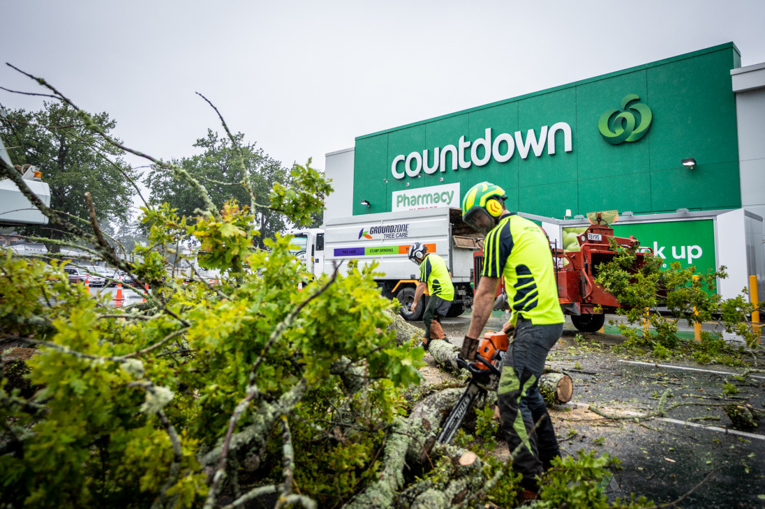 Countdown Cambridge Protected Oak Tree Removal