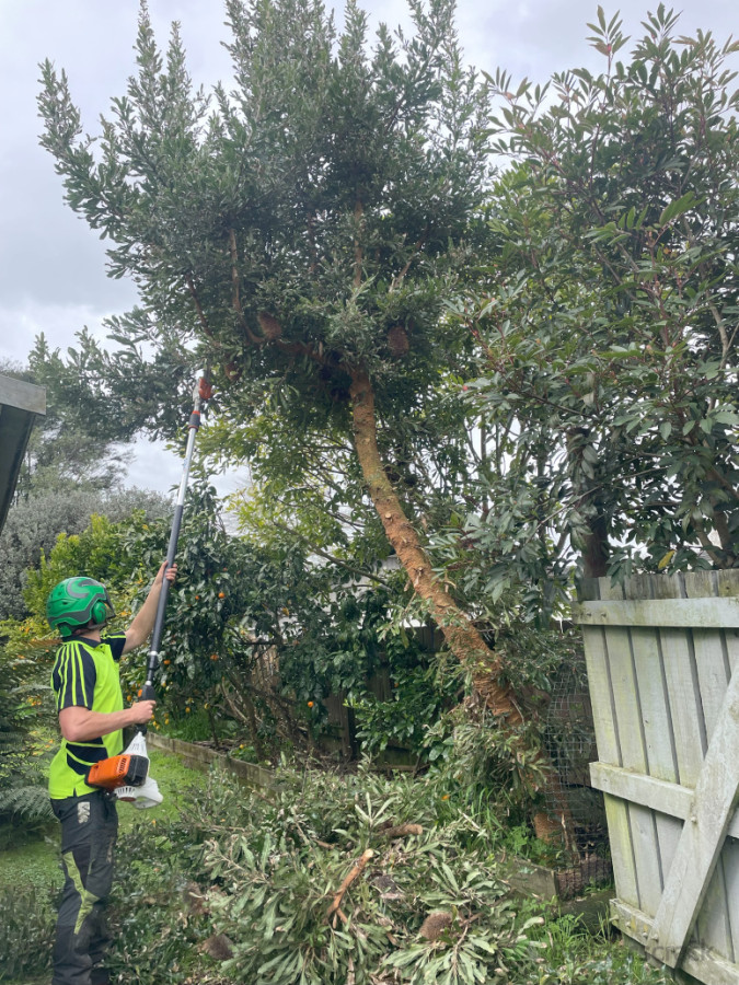 Banksia Tree Removal with a Pole Saw