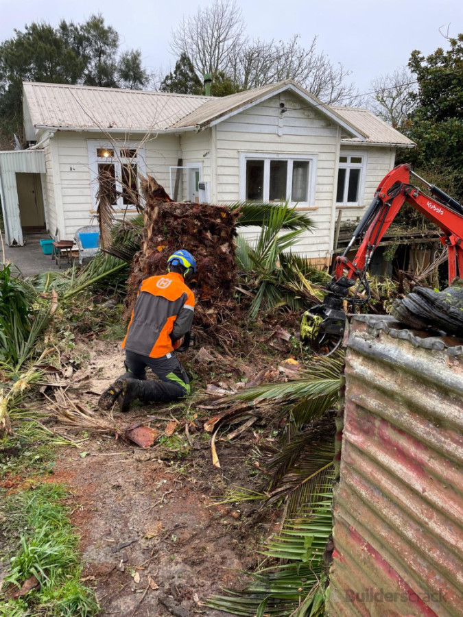 Large Phoenix Palm Tree Removal