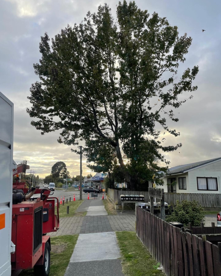 Large Liquidambar Removal