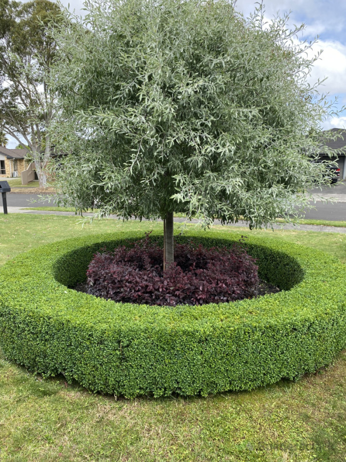 Hedge Trimming