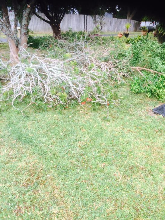 Before Pruning Branches Glenfield