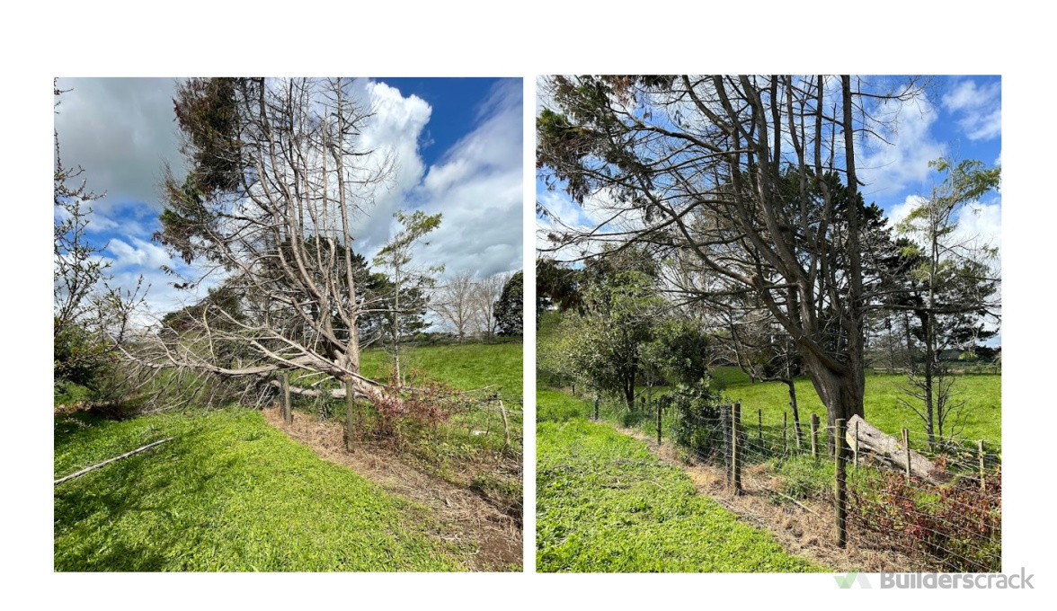 Removing storm damaged tree