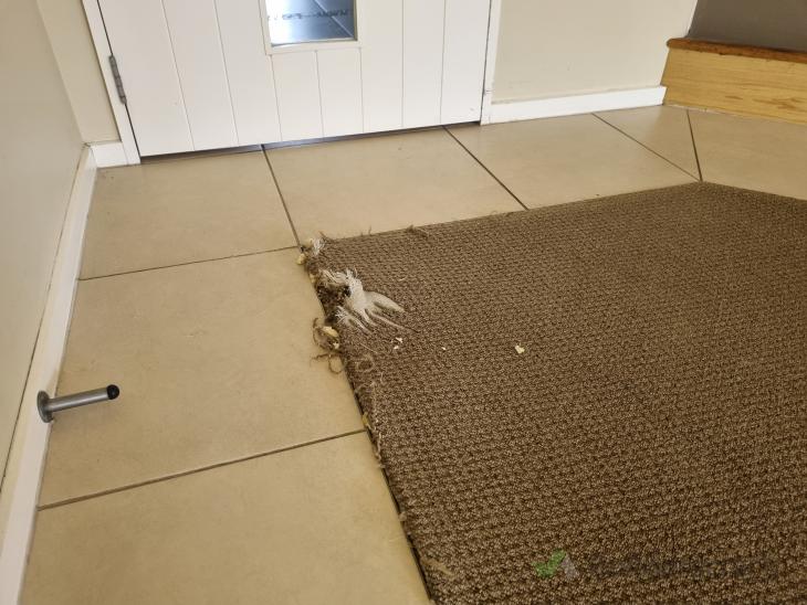 Small corner requires carpet repair ( 1029115) Builderscrack