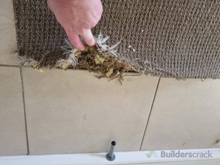 Small corner requires carpet repair ( 1029115) Builderscrack