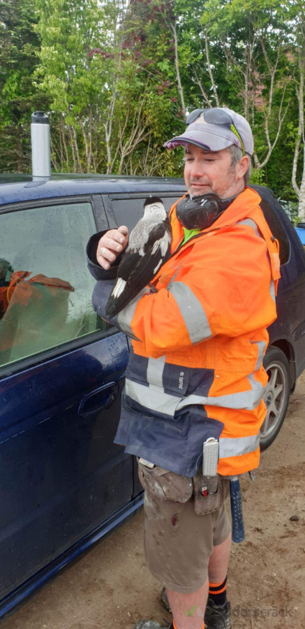 Befriending a magpie