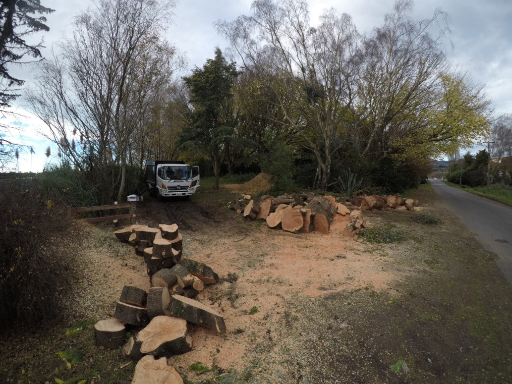 Tree removal and Stump grinding