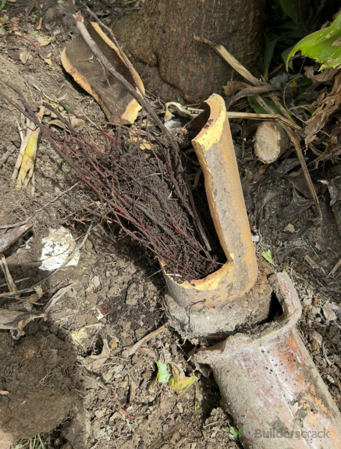 Pipe full of roots