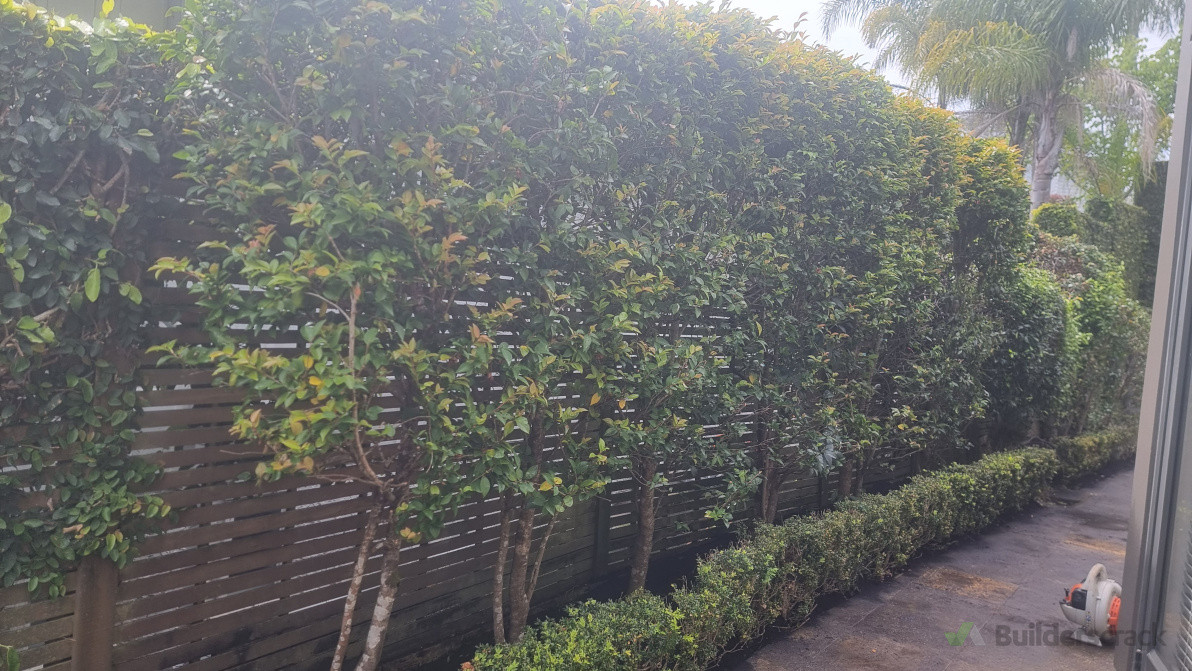 Hedge Trimming