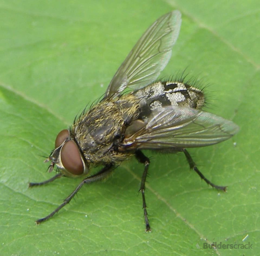 Cluster Fly