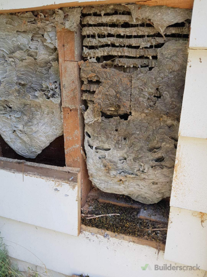 Wasp nest
