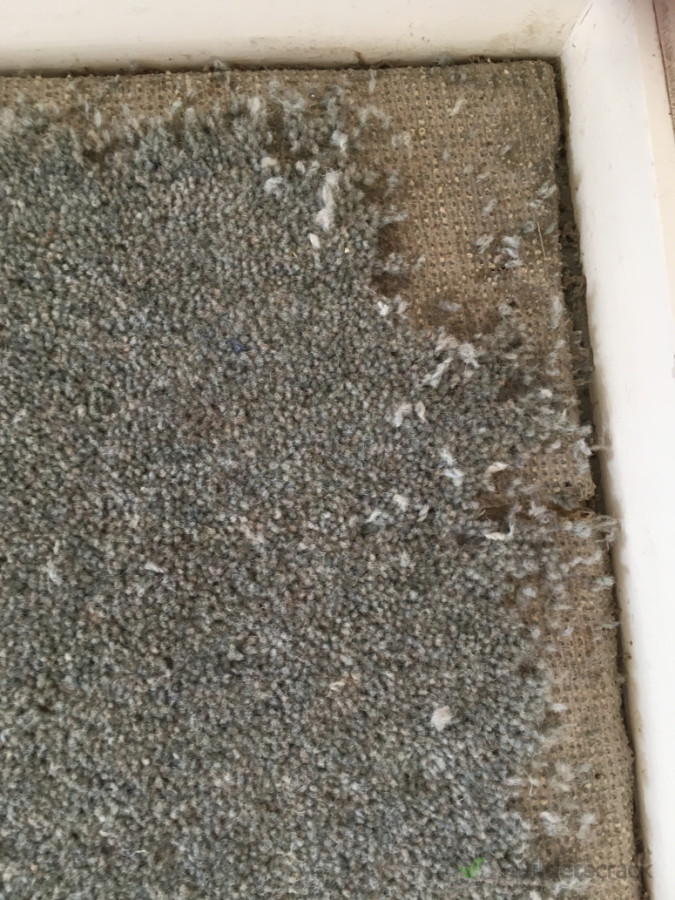 Carpet beetle