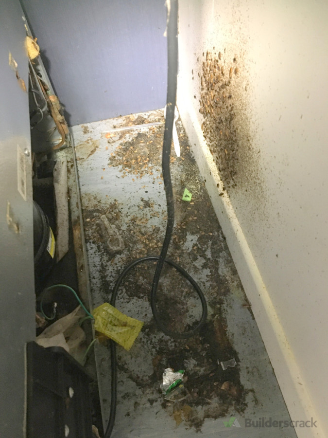 German Cockroaches