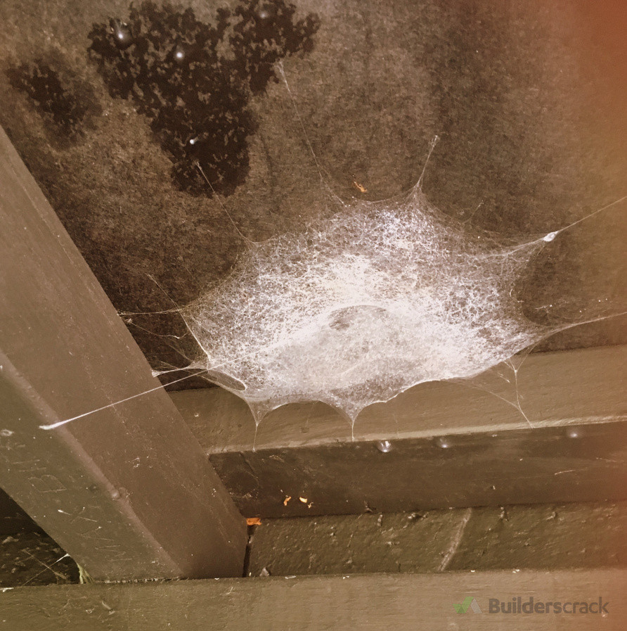 Spiders
