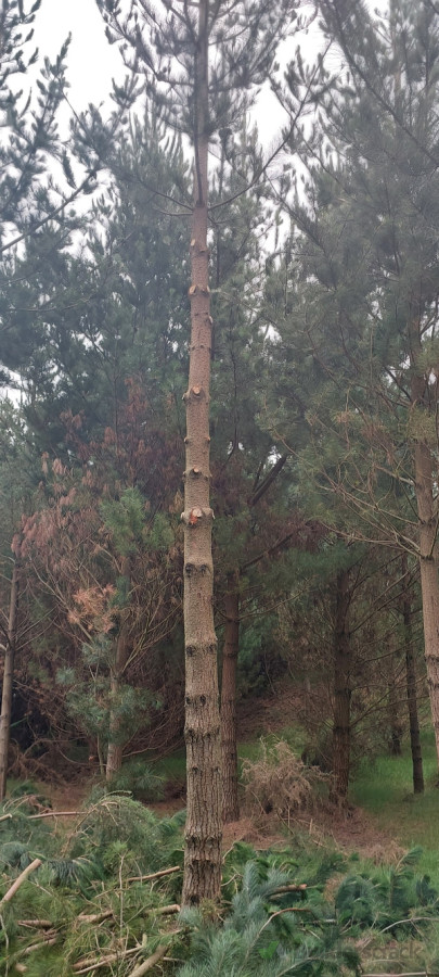 Silviculture lifts