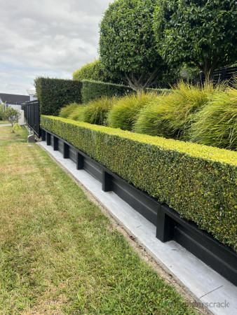 Hedges trimmed and Lawns gardening maintenance