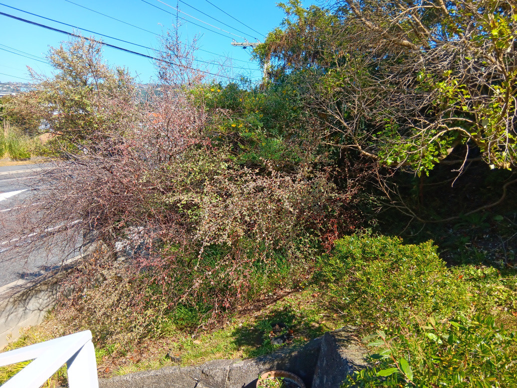 Before - trees and bushes to be cut back on sloping lawn