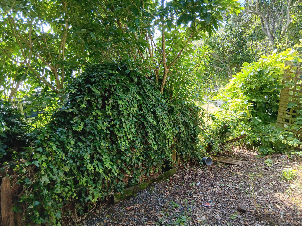 Before - Vine to be removed so fence could be replaced