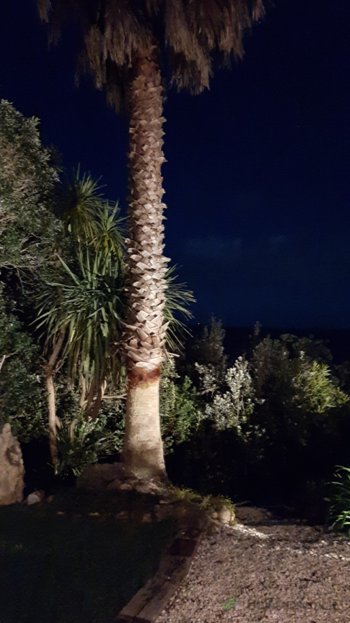 highlighting (your?) Garden trees