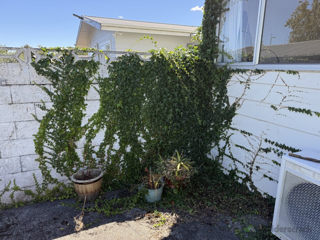 Ivy Removal Before