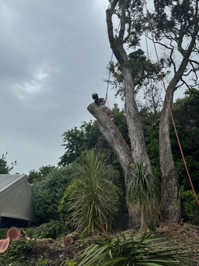 Trees over hanging houses