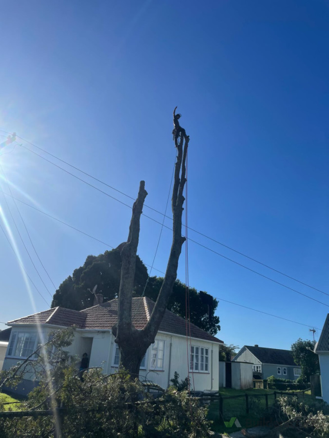 Trees in the way of power lines