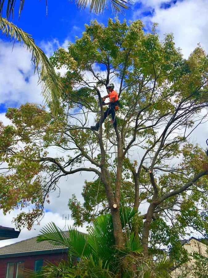 Tree pruning to let light in to the house